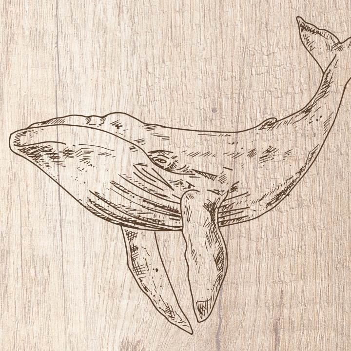 A whale drawn onto a wooden board